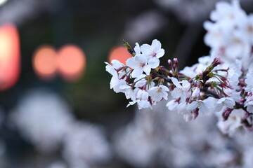 桜