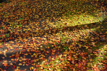 紅葉の絨毯