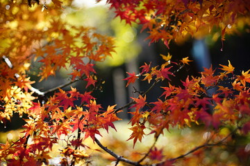 紅葉
