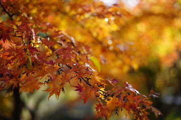 紅葉