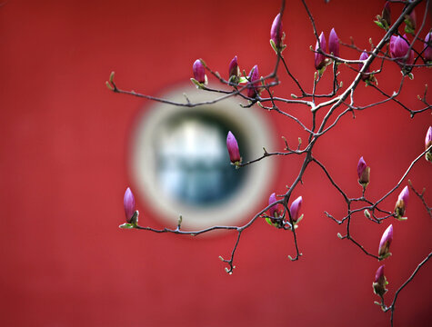 The red walls magnolia
