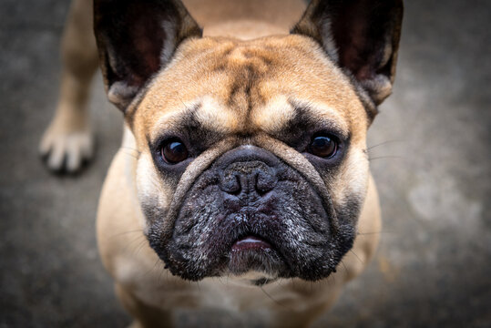 The French bulldog close-up