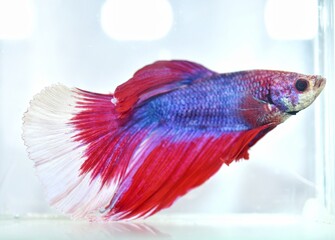 Fototapeta premium siamese fighting fish