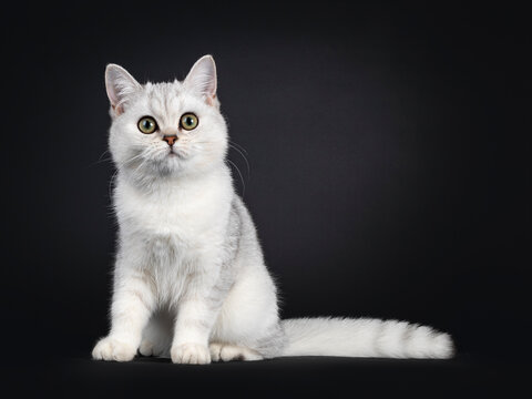 Cute silver shaded British Shorthair cat kitten, sitting facing front. Looking towards camera. Isolated on a black background.