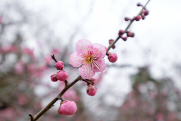 京都御所の紅梅
