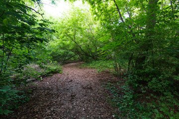 Fototapeta na wymiar leafy trail in the forest
