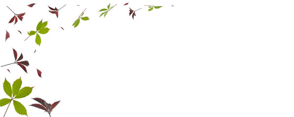 Feuillages isolés sur fond blanc. Feuilles rouges et feuilles vertes. Large espace libre.
