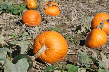 Fototapeta premium In the pumpkin patch looking for the perfect one