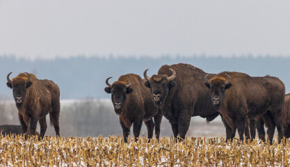 European Bison herd resting in snowy field
