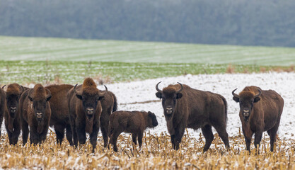European Bison herd feeding in snowy field