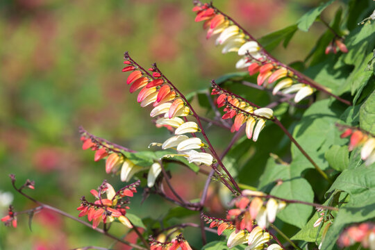 Close up of fire vine (ipomoea lobata) flowers in bloom