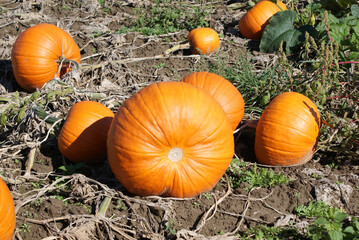 Looking for the perfect pumpkin the the pumpkin patch