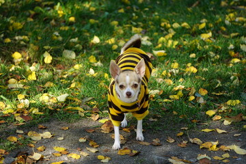 Funny chihuahua on yellow leaves
