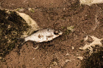 Dead fish on the shore of the lake. Fish on the sand.
