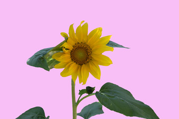 saw of a sunflower with pink background