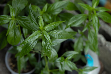 Fresh green Green chiretta in a pot