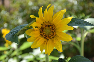 saw of a yellow sunflower with gradient background