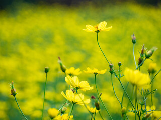 レモンブライトのお花畑