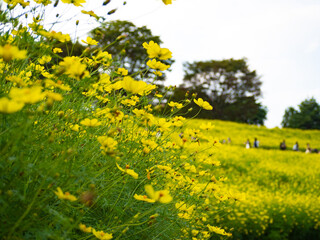 森の手前に咲き乱れる美しいレモンブライトの花畑