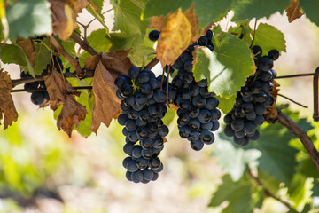 Fototapeta premium grappes de raisins noires en gros plan