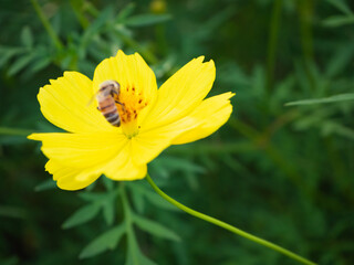 レモンブライトの蜜を集めるミツバチ