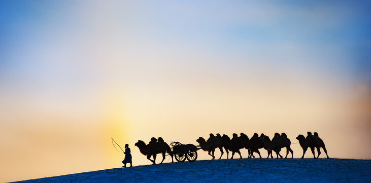 Camel shadow under sunset
