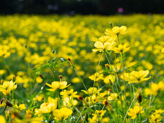 秋に咲く美しいレモンブライト