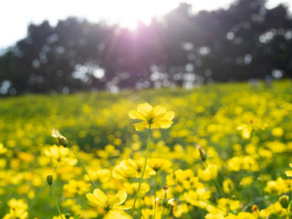 日の差した空と美しいレモンブライト