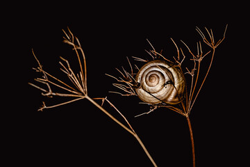 Snail sleeping in dry umbel isolated on black background