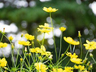 森の手前で咲き乱れるレモンブライトの花