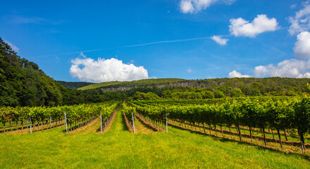 Fototapeta na wymiar green vineyards rows. in summer time