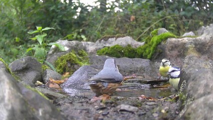 Kleiber (Sitta europaea) badet