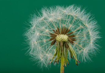 Closed Bud of a dandelion on green background. Work together concept