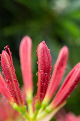 雨に濡れた彼岸花のつぼみ