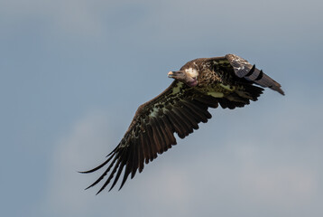 White-backed Vulture - Gyps africanus, large bird of prey from African bushes and savannahs, Murchison falls, Uganda.