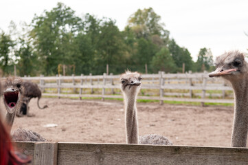 ostrich against wooden fence in private zoo