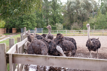 ostrich against wooden fence in private zoo