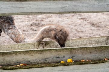 ostrich against wooden fence in private zoo