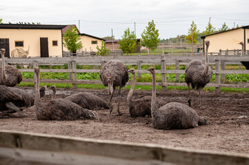 ostrich against wooden fence in private zoo
