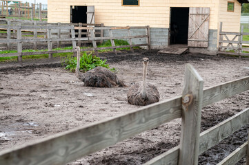 ostrich sitting on ground inside fence