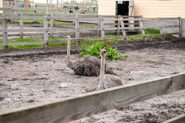 ostrich sitting on ground inside fence