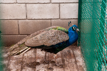 portrait of a peacock