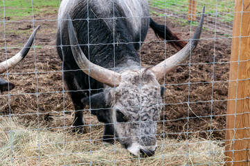 Hungarian cow eating dry grass