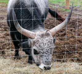 Hungarian cow eating dry grass