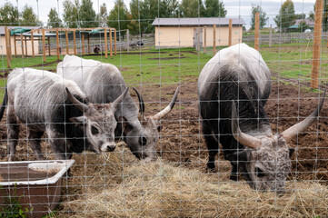 Hungarian cow eating dry grass