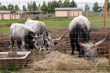 Hungarian cow eating dry grass