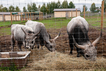 Hungarian cow eating dry grass