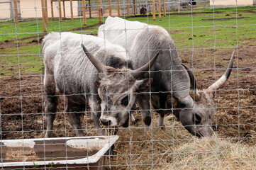Hungarian cow eating dry grass