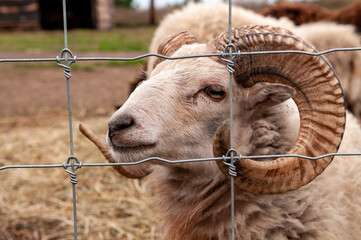 moufflon goat against iron fence closeup