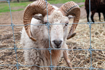 moufflon goat against iron fence closeup